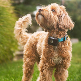 Wagz Freedom Smart Dog Collar Wagz smart dog collar on golden puppy